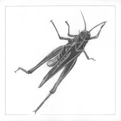 Bleistiftzeichnung Heuschreck (von einer Heuschrecke bzw. einem Grashpfer) aus der Serie Tier-Zeichnungen von Marion Lux, Berlin