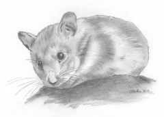 Bleistiftzeichnung Maus aus der Serie Tier-Zeichnungen von Marion Lux, Berlin