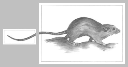 Bleistiftzeichnung Ratte 1 aus der Serie Tier-Zeichnungen von Marion Lux, Berlin