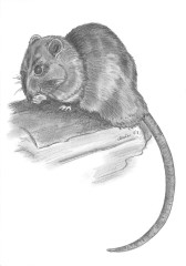 Bleistiftzeichnung Ratte 3 aus der Serie Tier-Zeichnungen von Marion Lux, Berlin